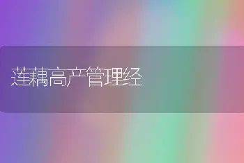 莲藕高产管理经