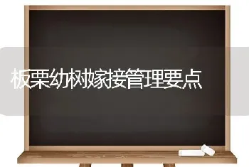 板栗幼树嫁接管理要点