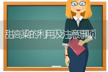 甜高粱的利用及注意事项