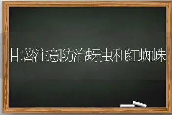 甘薯注意防治蚜虫和红蜘蛛