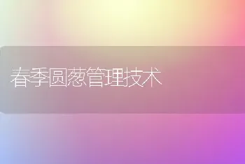 春季圆葱管理技术