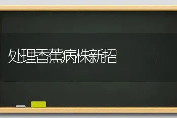 处理香蕉病株新招