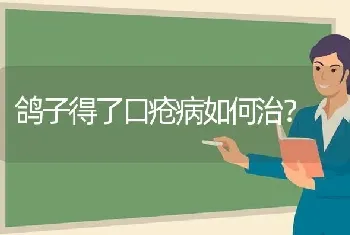 鸽子得了口疮病如何治?