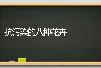 抗污染的八种花卉