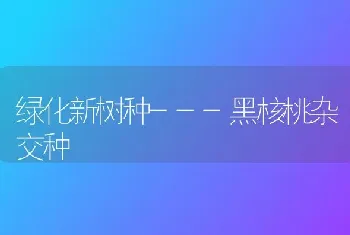 绿化新树种---黑核桃杂交种