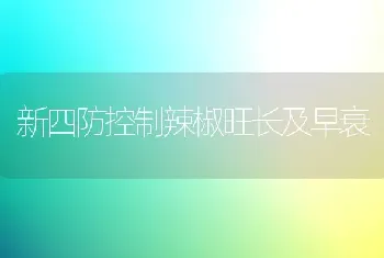 新四防控制辣椒旺长及早衰