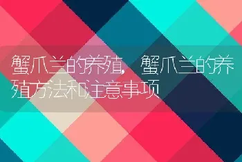 蟹爪兰的养殖