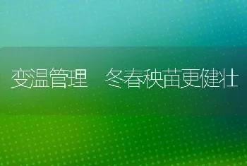 变温管理 冬春秧苗更健壮