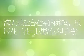 满天星适合在室内养吗