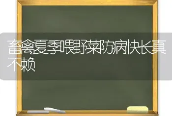 冬季让瘦牛变壮有高招