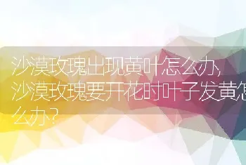 沙漠玫瑰出现黄叶怎么办