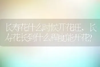 长寿花什么时候开花旺