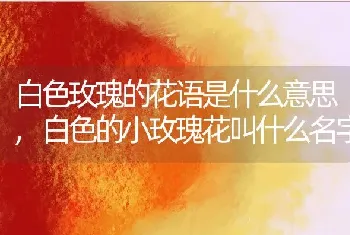 白色玫瑰的花语是什么意思