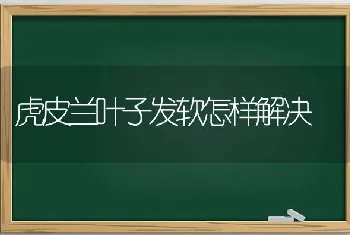 虎皮兰叶子发软怎样解决