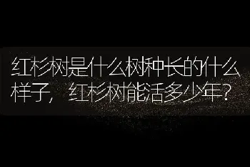 红杉树是什么树种长的什么样子