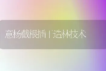 意杨截根插干造林技术