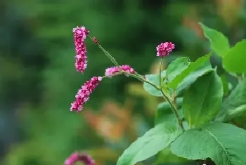 红蓼能治什么病