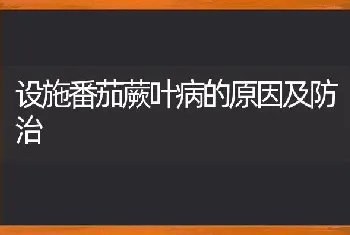 设施番茄蕨叶病的原因及防治