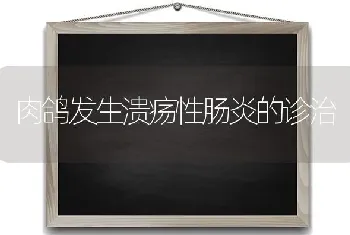 肉鸽发生溃疡性肠炎的诊治