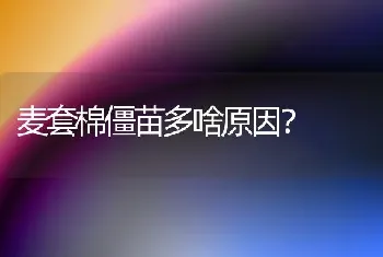 麦套棉僵苗多啥原因?