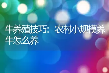 牛养殖技巧:农村小规模养牛怎么养