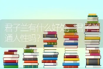 君子兰有什么好处