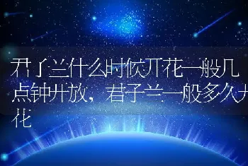 君子兰什么时候开花一般几点钟开放