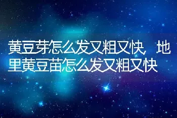 黄豆芽怎么发又粗又快