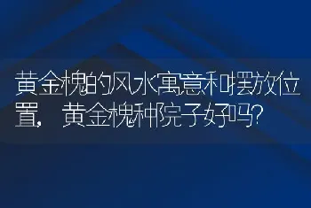 黄金槐的风水寓意和摆放位置