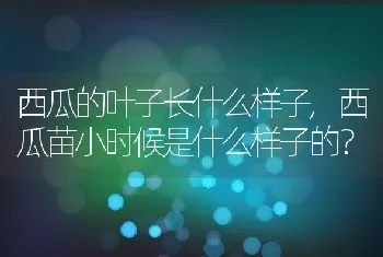 西瓜的叶子长什么样子