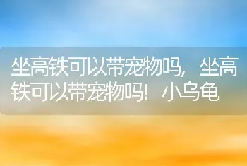 坐高铁可以带宠物吗,坐高铁可以带宠物吗!小乌龟