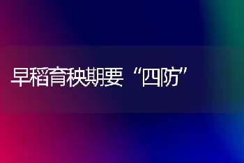 早稻育秧期要“四防”