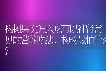 构树果实怎么吃可以补肾常见的营养吃法