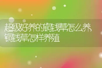 超级好养的铜钱草怎么养