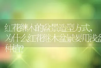 红花继木的盆景造型方式