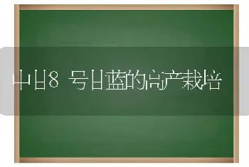 中甘8号甘蓝的高产栽培