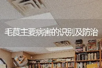 毛茛主要病害的识别及防治