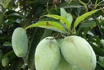 芒果高产种植的管理技巧