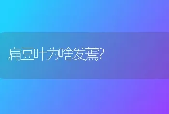 扁豆叶为啥发蔫?