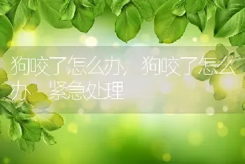 狗咬了怎么办,狗咬了怎么办 紧急处理