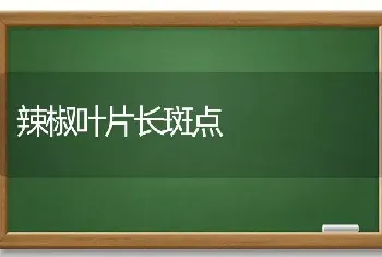 辣椒叶片长斑点