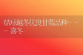 结球越冬优良甘蓝品种---喜冬