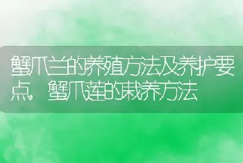 蟹爪兰的养殖方法及养护要点