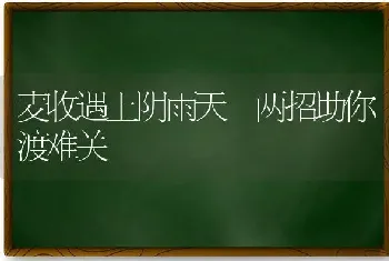 麦收遇上阴雨天 两招助你渡难关