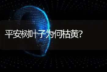 平安树叶子为何枯黄?