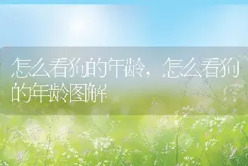 怎么看狗的年龄