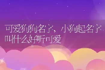 可爱狗狗名字