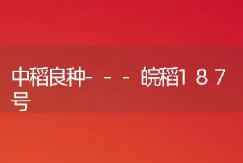 中稻良种---皖稻187号