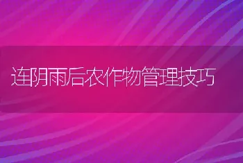 连阴雨后农作物管理技巧