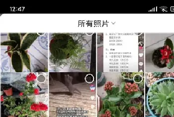 三角梅花期施什么肥最好